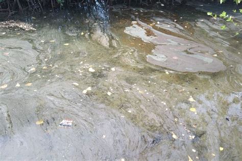 Foto Jaga Laut Dari Tumpahan Minyak Kemenhub Gandeng Filipina Dan Jepang