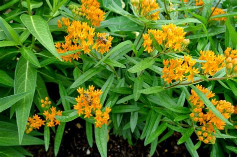 Less Noise, More Green: Help the Monarch Butterfly - plant milkweed in ...