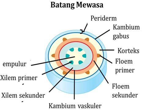 Gambar Meristem Lateral Kambium