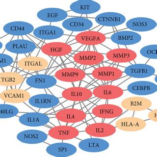 A The Proteinprotein Interaction PPI Network Of The Target TMGs