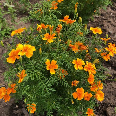 Tagetes Luna Orange Gewürztagetes Duft Tagetes Essbare Blüten