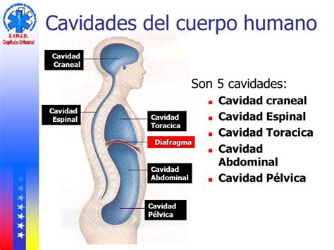 Cavidades Corporales Humanas Diagrama Amb Etiquetes The Best Porn Website