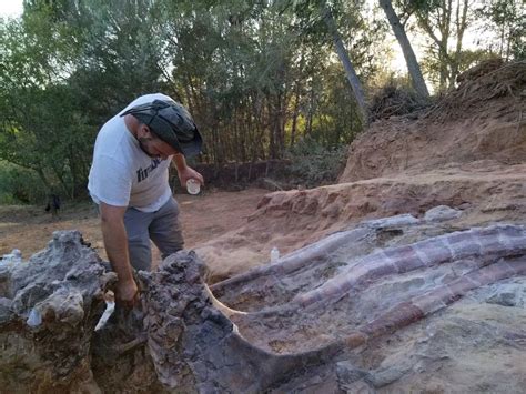 Paleontologists Unearth Fossil Of Largest Dinosaur Ever Found In Europe