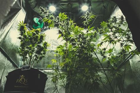 A Complete Overview Of Growing Cannabis Indoors Rqs Blog