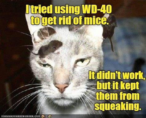 It Should Have Kept Them From Sticking Too Lolcats Lol Cat Memes