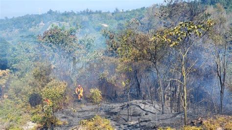 Hingga September 80 Hektare Lahan Di Bontang Hangus Terbakar Bontang