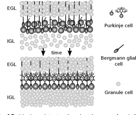 Pdf Tri Layer Wrinkling As A Mechanism For Anchoring Center