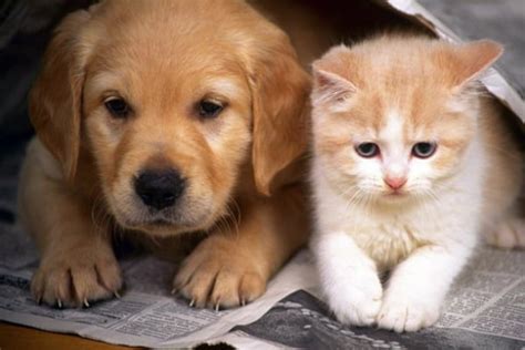 Cuidados Cães e Gatos Blog Unipatas Confira aqui