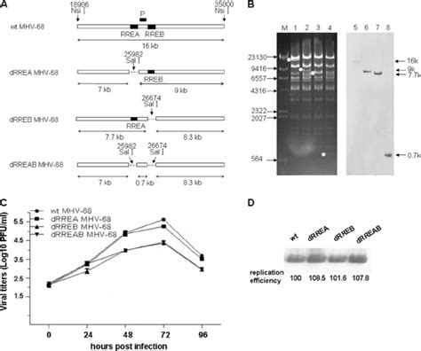 Construction And Characterization Of The Mhv Rre Deletion Viruses