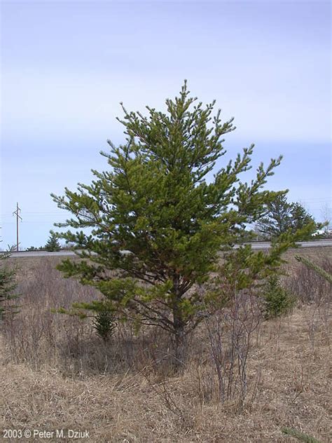 Pinus Banksiana Jack Pine Minnesota Wildflowers