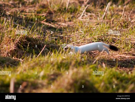 Stoat winter england hi-res stock photography and images - Alamy