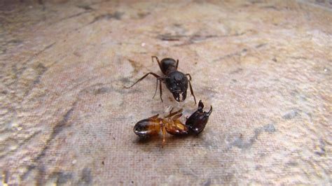 Why Ants Never Get Eliminated From House — Mother Natures Pest And Lawn