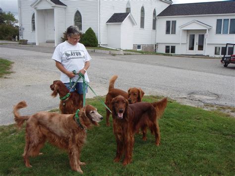 Is that an Irish Setter? | Golden Retriever Dog Forums
