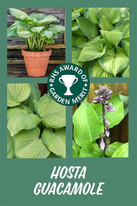 Hosta Guacamole | Hosta guacamole, Hostas, Fragrant flowers