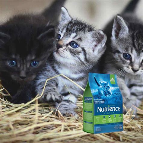 Alimento Nutrience Original 2 5 KG Para Gatitos Hola Compras