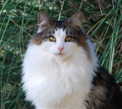 The Norwegian Forest Cat Getting To Know The Large Viking Cat The