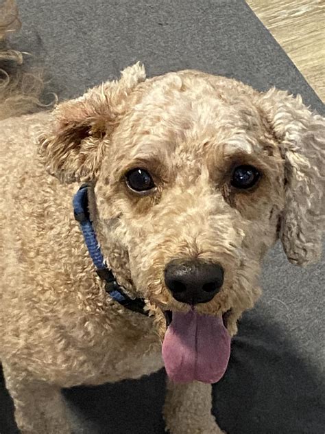 allentown pa craigslist pets 8