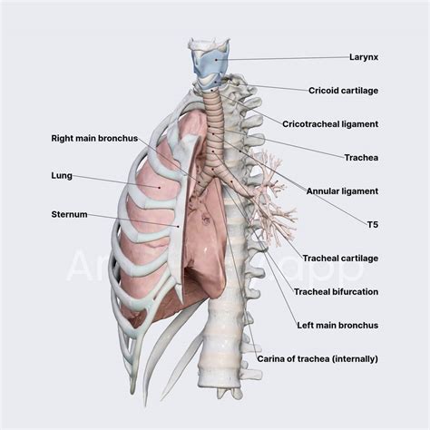 trachea anatomy diagram labeled
