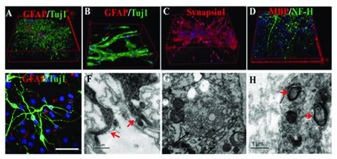 Efs Induced Nsc Neuronal Differentiation And Neurite Extension In