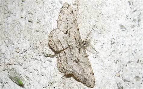 Les Insectes Du Haut Jura La Boarmie Du Ch Ne