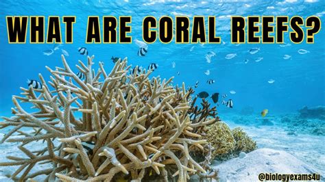 What Are Coral Reefs Types Of Coral Reefs Why Are Coral Reefs So