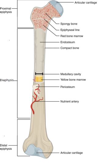 Bone Structure Anatomy