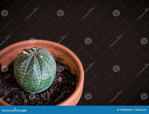 Euphorbia Obesa In Terracotta Pot On A Dark Background Stock Photo