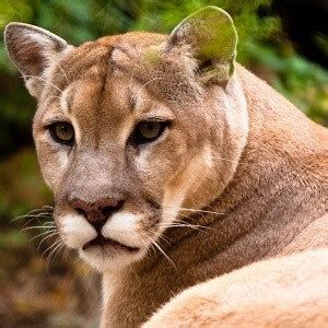 Cougar Facts - Top 18 Facts about Cougars | Facts.net