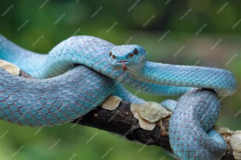 Premium Photo Blue Viper Snake Closeup On Branchblue Insularis