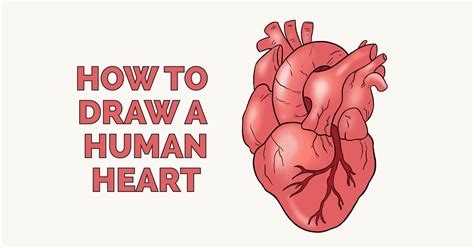 How To Draw A Human Heart Really Easy Drawing Tutorial