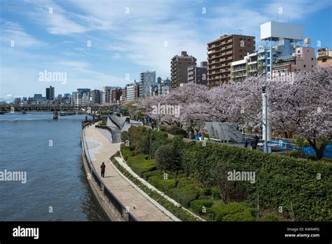 Japan Tokyo Cherry Trees In Full Bloom Along The Sumida River In The