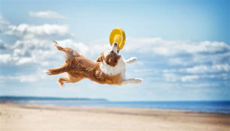 laughs      animated gifs