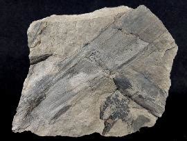 Fossils Fossnet Fossil Store Carboniferious Plants