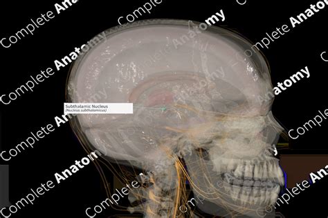 Subthalamic Nucleus (Right) | Complete Anatomy