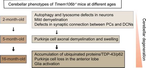 A diagram summarizing cerebellar pathologies in Tmem106b−/− mice with ...