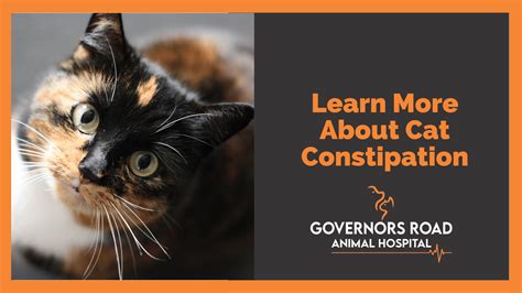 Learn More About Cat Constipation | Governors Road Animal Hospital