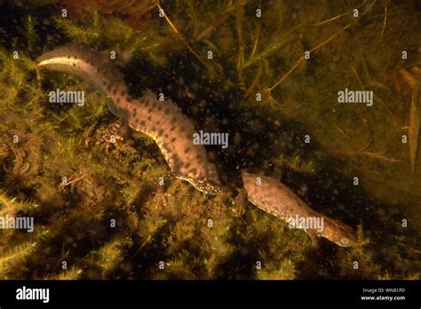 Triturus cristatus courtship hi-res stock photography and images - Alamy