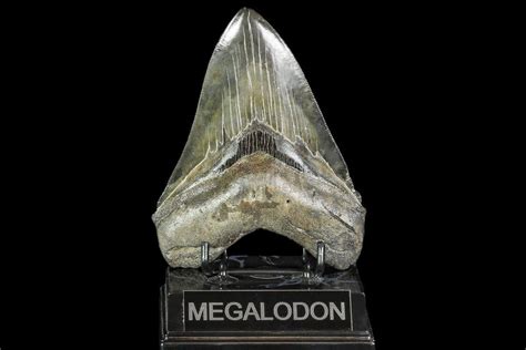 Fossil Megalodon Tooth Megalodon Tooth Megalodon Fossil