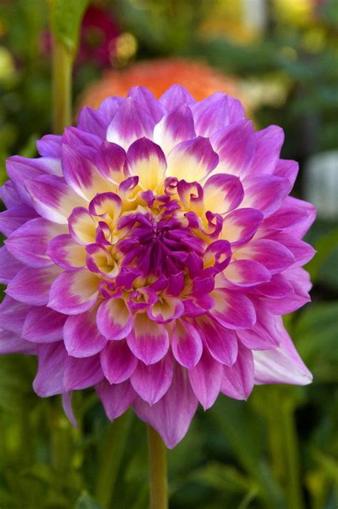 Swan Island Dahlias online sale ends May 31 | OregonLive.com