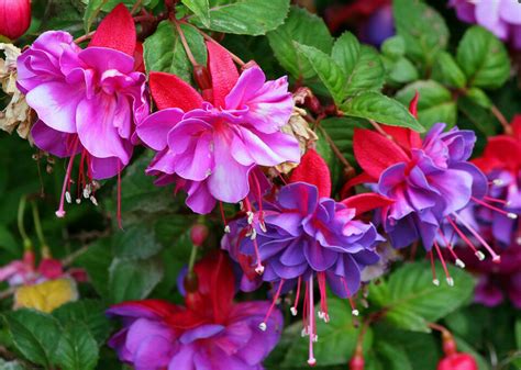 Прекрасная фуксия. Обсуждение на LiveInternet - Российский Сервис ...