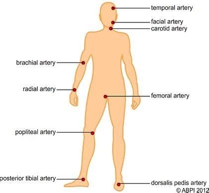 Science Human Body Pulse