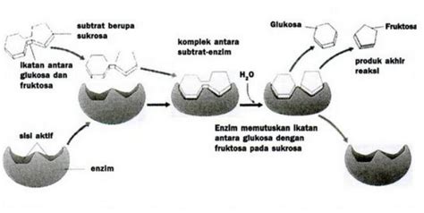 Pengertian, Fungsi dan Jenis Enzim | Portal-Ilmu.com