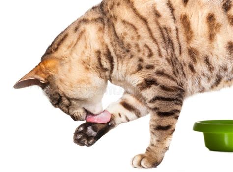 Bengal Cat Licking Its Paw After Food Stock Photo Image Of Bengal