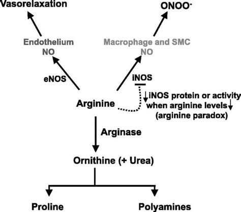 Arginase - Alchetron, The Free Social Encyclopedia