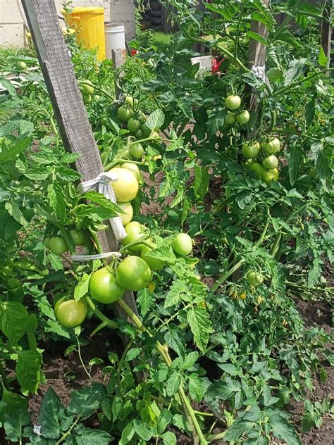 Томат Видимо-невидимо: описание, ОТЗЫВЫ (29), фото, урожайность ...