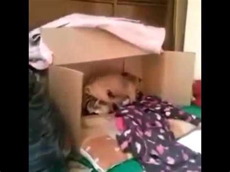 Sex De Chien Ultimes Youtube