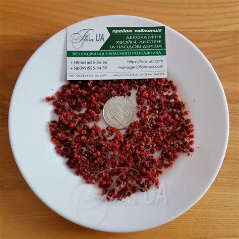 Семена сумаха пушистого (Rhus typhina), другие названия: уксусное ...