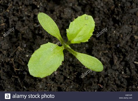 Seedling Cotyledons First True Leaves High Resolution Stock Photography