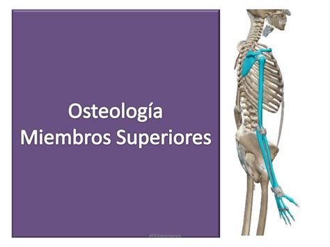 OSTEOLOGÍA DE MIEMBRO SUPERIOR sin mano Kinesinapsis Kinesinapsis uDocz