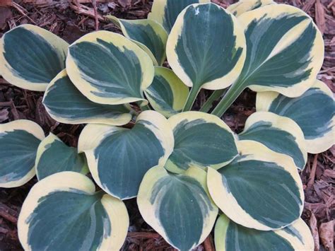 Hosta 'Mighty Mouse' | Hostas, Mighty mouse, Plant leaves